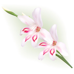 Hardy Gladiolus, Dwarf Gladiolus 'Nymph'
