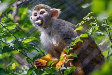 Squirrel monkey in the branch
