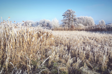 Fototapeta premium hoarfrost landscape on Havel River (Havelland, Germany)