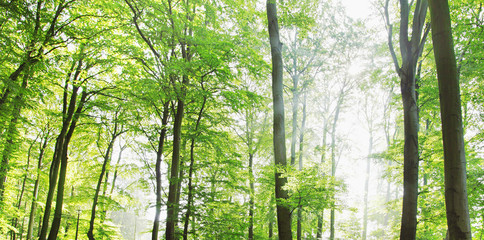 Fototapeta premium Wald