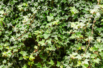green Hedera Helix ivy leaves background
