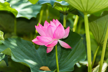 The Lotus Flower.Background is the lotus leaf.The shooting place is Shinobazunoike in Ueno Park in Ueno, Taito-ku, Tokyo Japan.