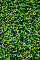 Green ivy covered wall as background image
