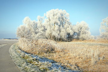 Fototapeta na wymiar footpath along reed and trees with rime frost crystals in winter