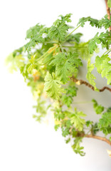 geranium leaves on a green background