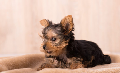 Photo of a blind Yorkshire Terrier