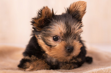 Beautiful puppy Yorkshire Terrier posing