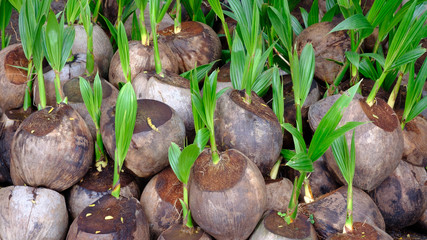 Sprout of coconut tree