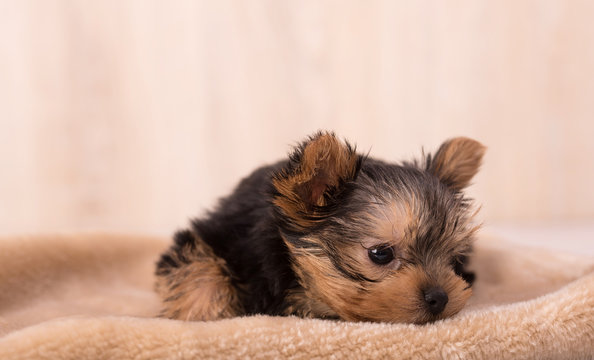 Beautiful puppy Yorkshire Terrier relaxing