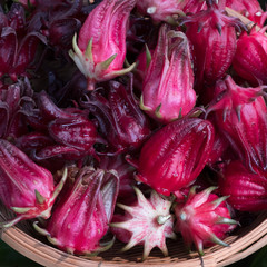 Many of Roselle fruits Hibiscus sabdariffa
