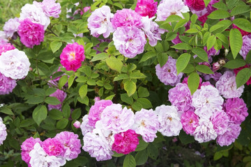 Pink rose bush