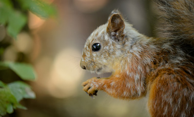 Gray squirrel sitting in the forest