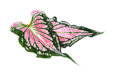 Obraz na płótnie Canvas caladium leaf