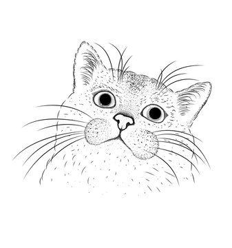 Hand draw cat portrait. Vector illustration