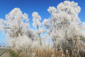 trees with rime frost crystals in winter time