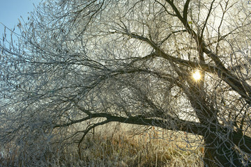 trees with rime frost crystals in winter time