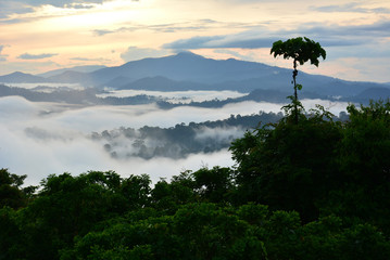 Primary rainforest sunrise scenery in Danum Valley, Sabah Borneo, Malaysia - obrazy, fototapety, plakaty