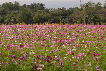 A cosmos flower face to sunrise in field