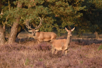 Naklejka na ściany i meble Couple of red deers with does and buck on moorland on National Park Hoge Veluwe in September.