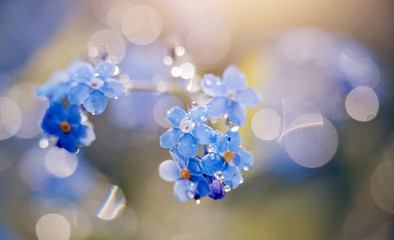 Blue flowers of a forget-me-not - obrazy, fototapety, plakaty