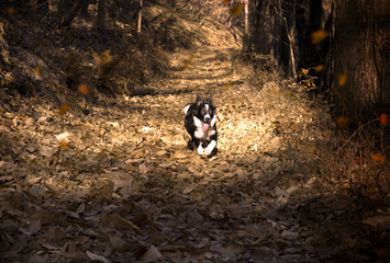 Border collie puppy immersed in the autumn leaves