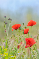 Obraz premium Field of bright red poppy flowers