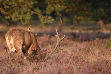Obraz premium Couple of red deers with does and buck on moorland on National Park Hoge Veluwe in September.