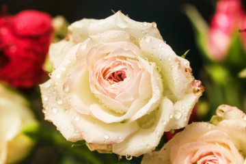 Delicate rose with water drops