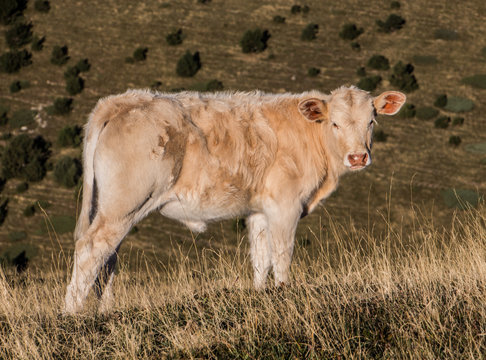 Vaca con mirada tierna