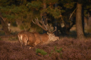 Couple of red deers with does and buck on moorland on National Park Hoge Veluwe in September.
