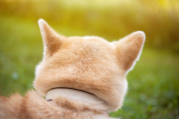 Japanese akita (Hachi) staring at the sun.