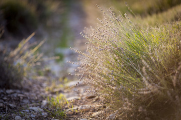 Lavender field in Provence at sunset.