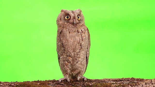 European scops owl on green screen