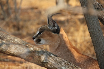 african cat