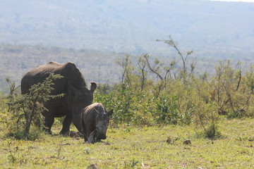 Fototapeta na wymiar rhino with young