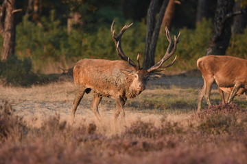Couple of red deers with does and buck on moorland on National Park Hoge Veluwe in September.