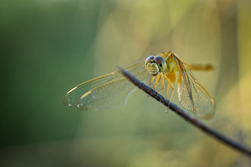 dragonfly