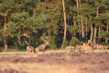 Couple of red deers with does and buck on moorland on National Park Hoge Veluwe in September.