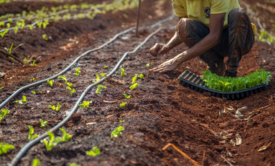Naklejka premium alface cultivo