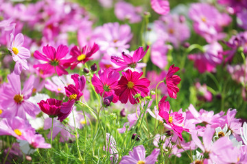 Obraz premium garden of colorful cosmos flower as background.