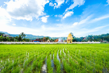 rice field on blue sky background