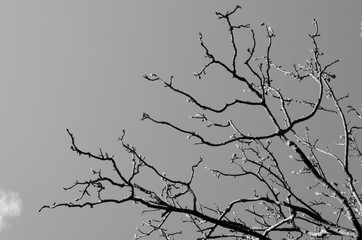 Autumn nature silhouette tree branch in forest on blue sky abstract background.