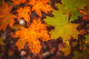 Naklejka na ściany i meble autumn leaves yellow and green of the tree