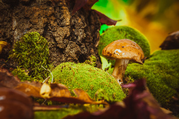 dark mushrooms on green moss with a wet hat