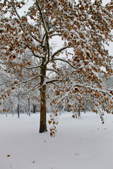 Yellow maple tree covered with snow