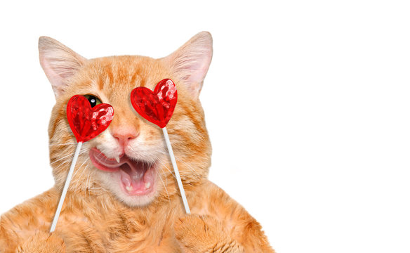Cat  holding in paws sweet tasty lollipop in the shape of heart. Isolated on a white .