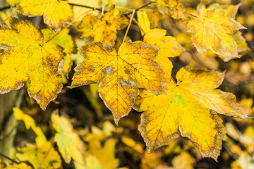 Texture of decaying bright yellow fall leaves