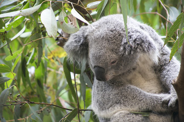 Koala in Gumtree