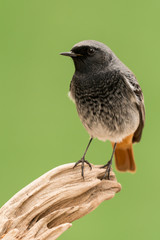 Small bird on a trunk