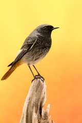 Small bird on a trunk